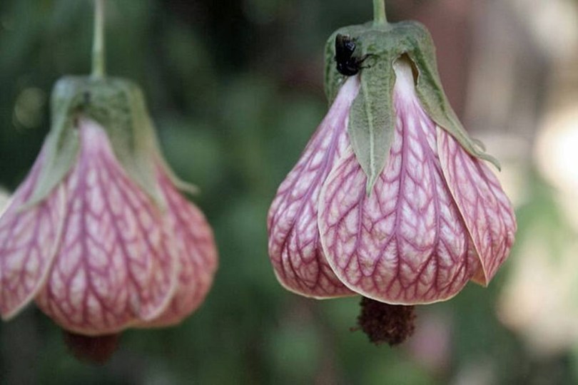 Rózsaszín indiai selyemmályva - kínai lampionvirág - Callianthe picta, Callianthe picta syn. Abutilon pictum, ehető virág